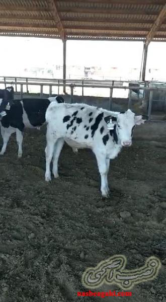 فروش 18 راس گوساله علف خوار هلشتاین