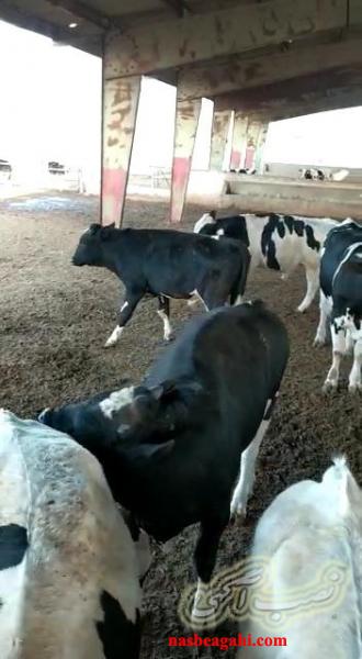 فروش 6 راس گوساله نر هلشتاین