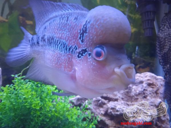 فلاور و کت فیش بزرگ