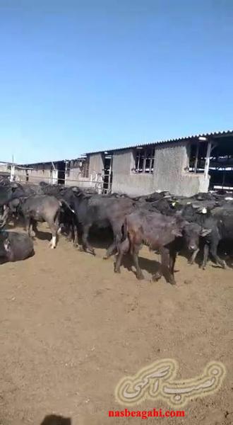 فروش گوساله گاومیش و تلیسه آبستن گاومیش