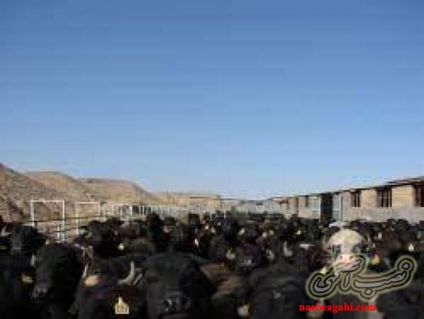 فروش گوساله گاومیش و تلیسه آبستن گاومیش