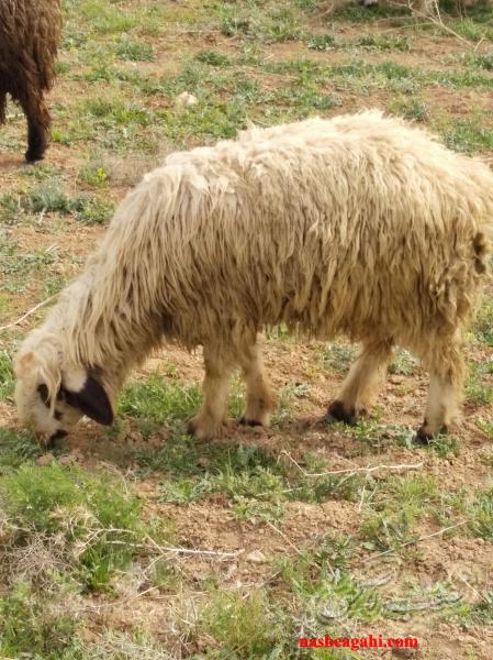 فروش بره نر وکهره نر در شهرستان سپیدان استان فارس