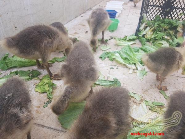 جوجه غاز محلی یک ماهه