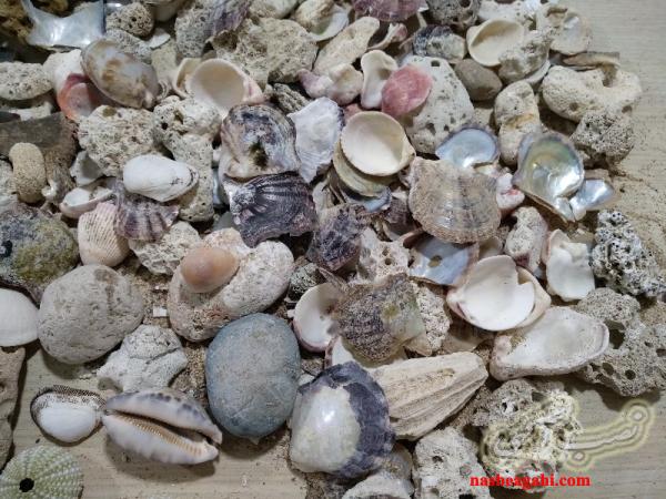 ۲۵ کیلو مرجان و صدف و غیره