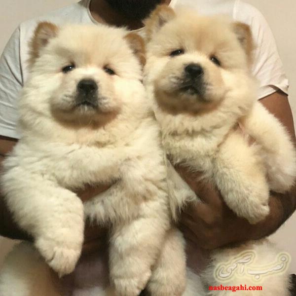 فروش دائمی سگ های خانگی و فانتری