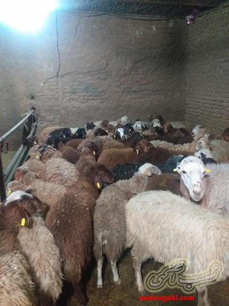 گوسفند زنده جایگاه شهرداری