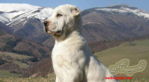 فروش سگ نر و ماده