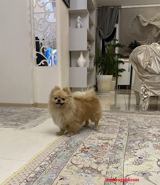 سگ پامرانین خرسی اصیل