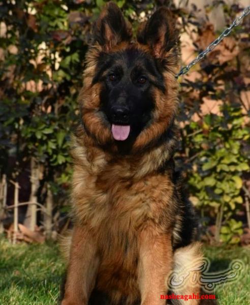 سگ نگهبان ویلا ژرمن شپرد