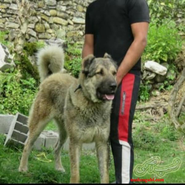 توله سگ سرابی