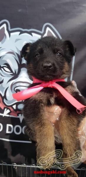 سگ شکاری ونگهبان