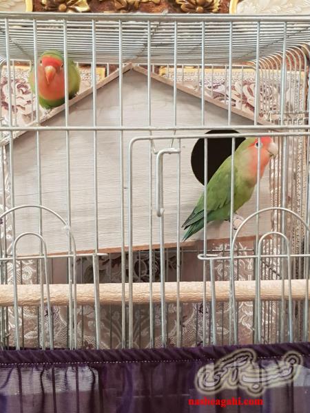 طوطی برزیلی پا کوتاه