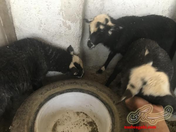 فروش گوسفند رمانوف فرانسوی زیر قیمت