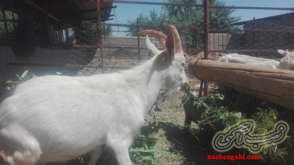 نربزسانن اصیل