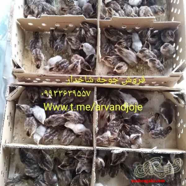 فروش جوجه شاخدار