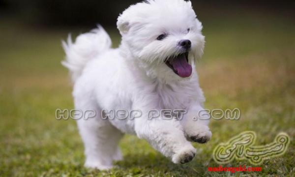 فروشگاه پت و حیوانات خانگی هاپ هاپ پت