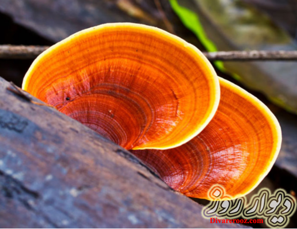 قارچ گانودرما اصل در تهران