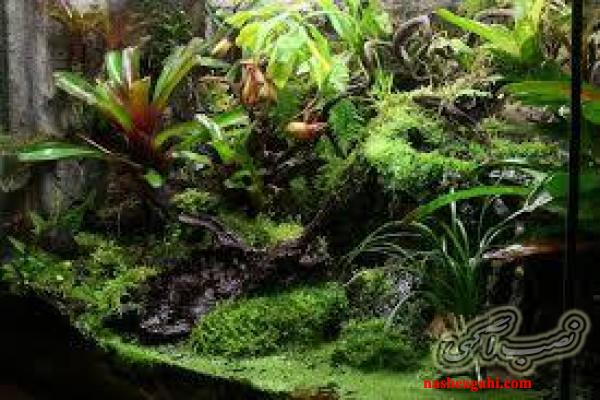 ویواریوم ، تراریوم و پالوداریوم