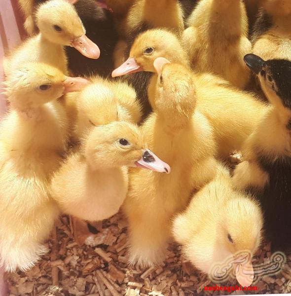 جوجه اردک زیبا