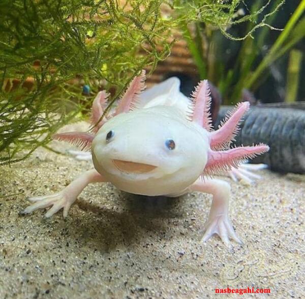 آکواریوم نصب و راه اندازی صفر تا صد