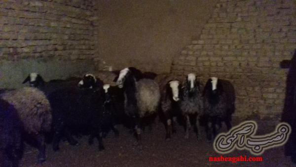 گوسفنداصیل شال