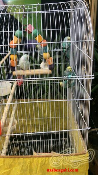 مرغ عشق سرحال و شیطون و بامزه