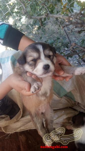 توله های افغان