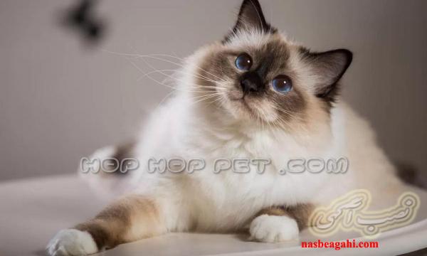 فروش سگ و گربه خانگی