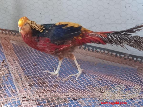 قرقاول بلژیکی