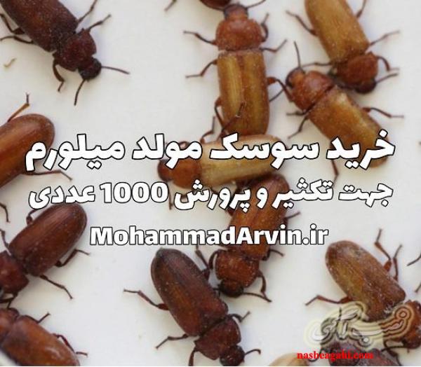 مولد سوسک میل ورم جهت پرورش