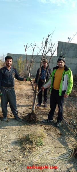 نهال و نهالستان برتر پاشاپور