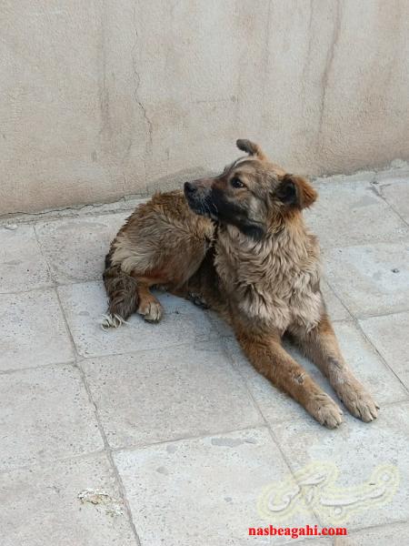 سگ ژرمن سالم باهوش