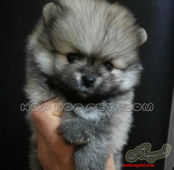 فروش سگ آپارتمانی