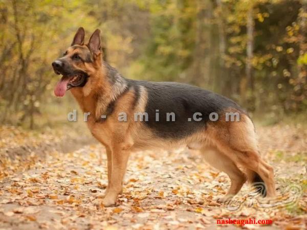 کلینیک دامپزشکی میدان هروی