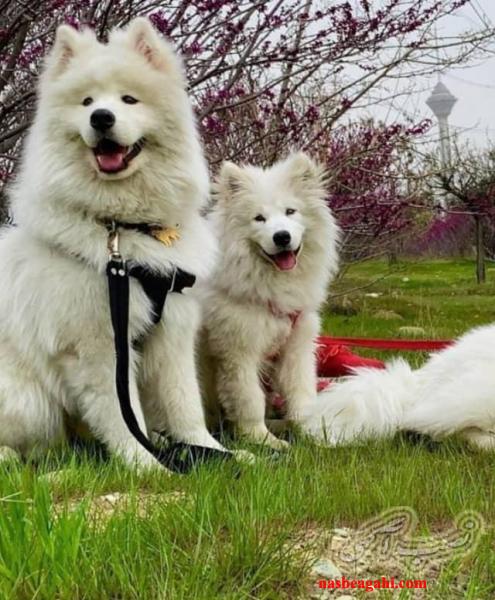 خرید سگ آپارتمانی _فروش سگ آپارتمانی