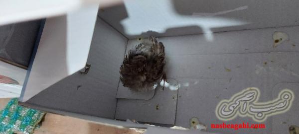 جوجه هنوز دونخور نشده