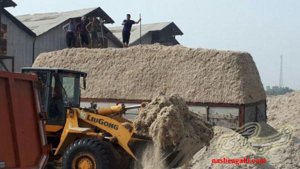 کاه نیشکر،کاه باگاس،علوفه نیشکر