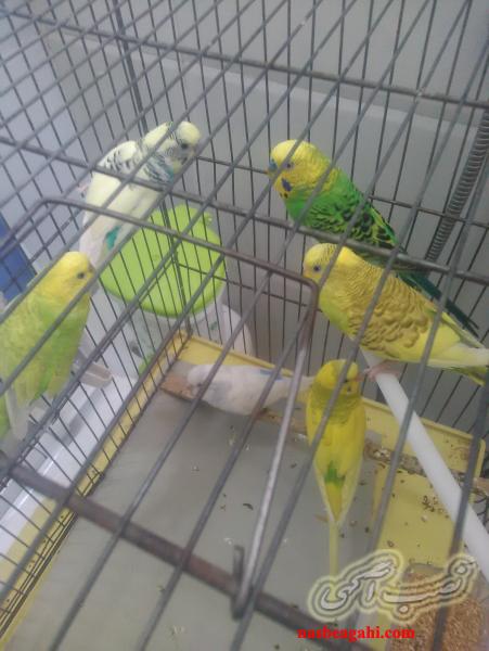 تعدادی مرغ عشق رنگین کمونی ویلوفیس