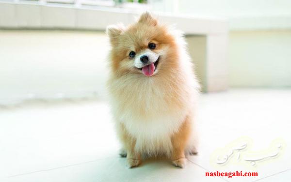 پامورانین پرتقالی