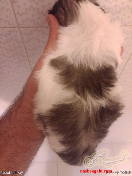 توله شیتزو2ماهه