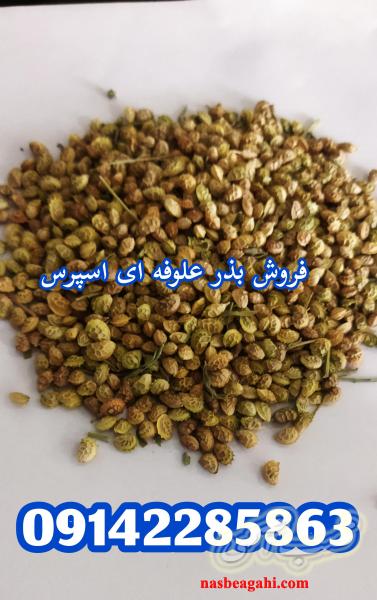 قیمت بذر یونجه بوجاری شده،فروش بذر یونجه پایه بلند