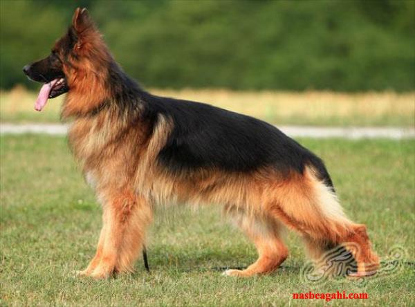 فروش سگ ژرمن شپرد شولاین شیبدار