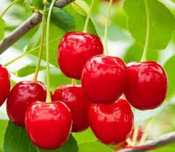 بزرگترین نهالستان شمالغرب کشور