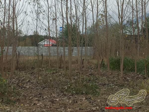 زمین به متراژ 280 متر مربع وردم ماسال