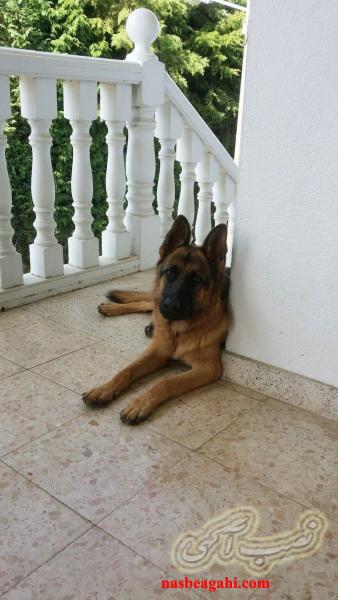 فروش توله ژرمن