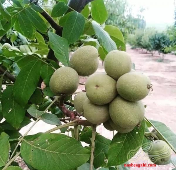 نهالستان وحید امیرپور