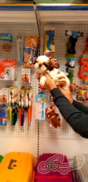 فروش سگ شیتزوسوپرفلت