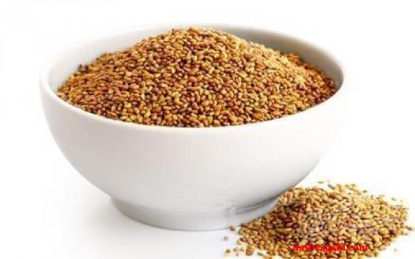 فروش و قیمت بذر یونجه سردسیری درسمنان