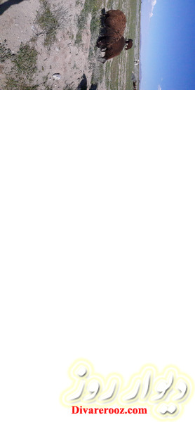 فروش 15 راس گوسفند