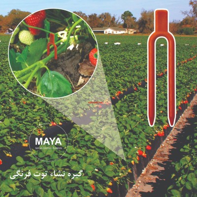 فروش گیره رانر توت فرنگی